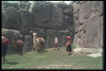 142080 Llamas And Herdsmen A4 Photo Print