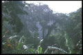 142083 Selva, Rain Forest A4 Photo Print
