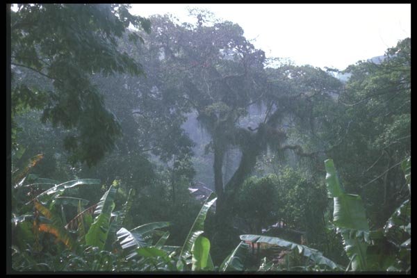 142083 Selva, Rain Forest A4 Photo Print