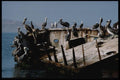142095 Pelicans Roost Aboard A Derelict Ship Near Peruvian Coast A4 Photo Print