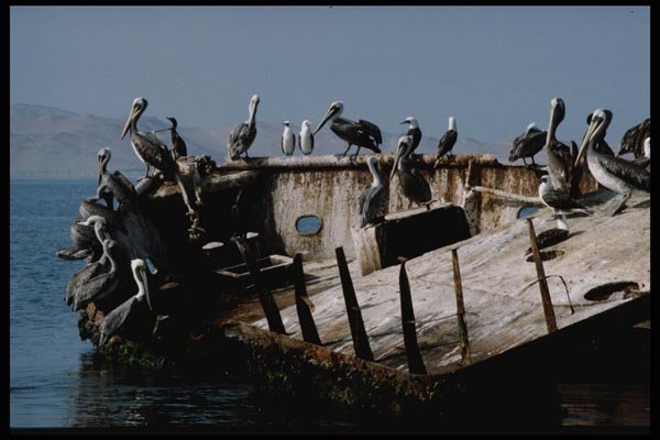 142095 Pelicans Roost Aboard A Derelict Ship Near Peruvian Coast A4 Photo Print