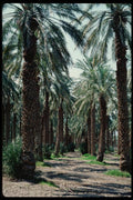 143022 Death Valley Furnace Creek Date Palms A4 Photo Print