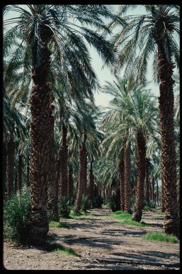 143022 Death Valley Furnace Creek Date Palms A4 Photo Print