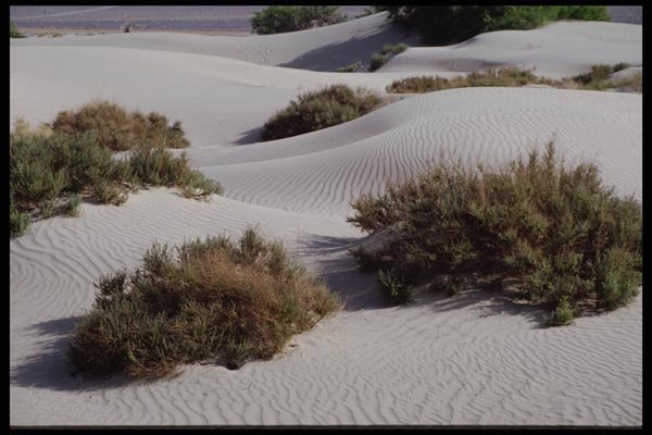 143031 Death Valley Sand Dunes A4 Photo Print