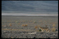 143038 Death Valley Coyote A4 Photo Print