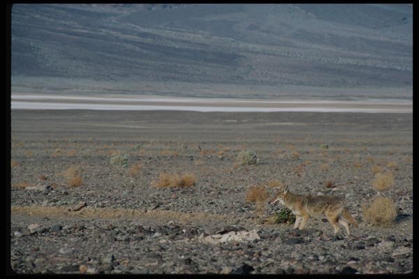 143038 Death Valley Coyote A4 Photo Print