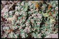 143039 Death Valley Wildflowers A4 Photo Print