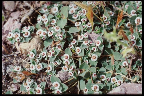 143039 Death Valley Wildflowers A4 Photo Print