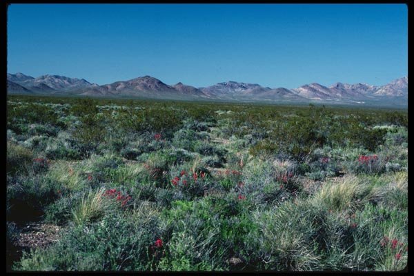 143043 Death Valley Amargosa Desert A4 Photo Print
