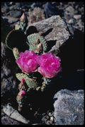 143048 Death Valley Prickly Pear Cactus A4 Photo Print