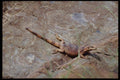 143056 Death Valley Mosaic Canyon Chuckwalla A4 Photo Print
