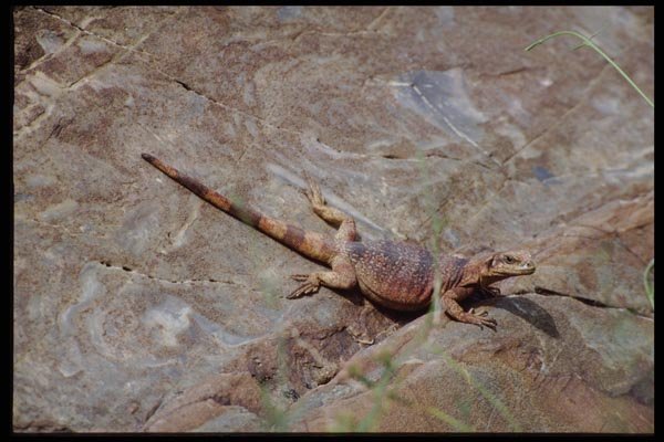 143056 Death Valley Mosaic Canyon Chuckwalla A4 Photo Print