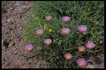 143058 Death Valley Wildflowers A4 Photo Print