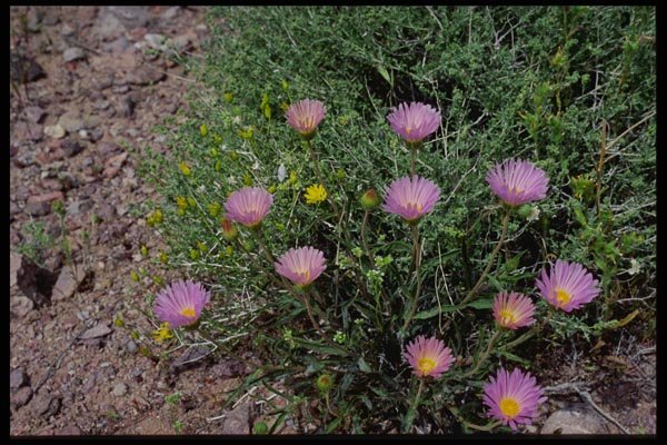 143058 Death Valley Wildflowers A4 Photo Print
