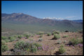 143059 Death Valley Wildrose A4 Photo Print