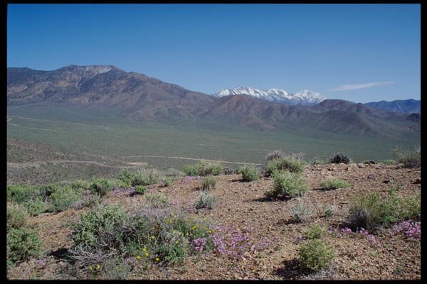 143059 Death Valley Wildrose A4 Photo Print