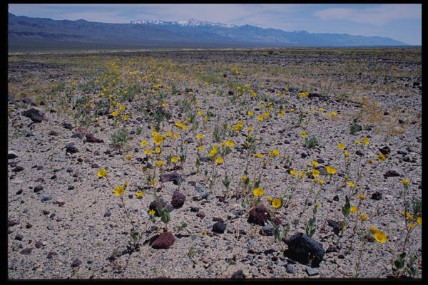 143060 Inyo County Panamint Valley A4 Photo Print