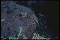143064 Inyo County Argus Range Collared Lizard A4 Photo Print