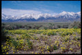 143066 Inyo County Wildflowers And The Sierras A4 Photo Print