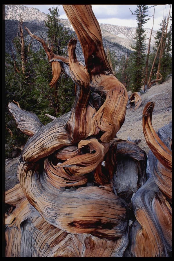 143067 Inyo County Bristlecone Pine In The White Mountains A4 Photo Print