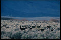 143070 Mono County Deer A4 Photo Print