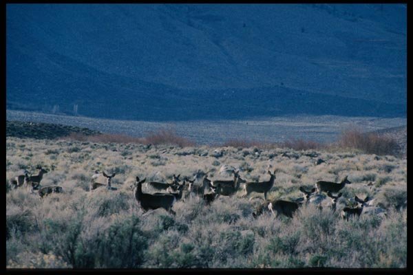 143070 Mono County Deer A4 Photo Print