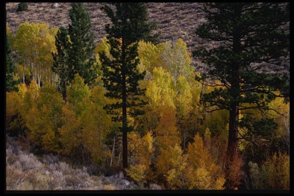 143071 Mono County Lower Rock Creek A4 Photo Print