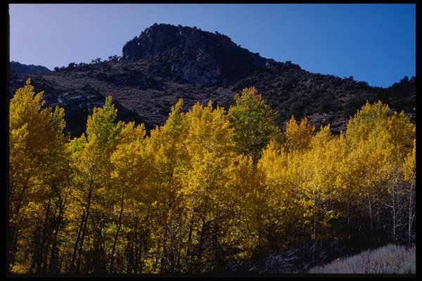 143078 Mono County Grant Lake Aspens A4 Photo Print