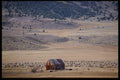 143096 Mono County Sheep Herd A4 Photo Print