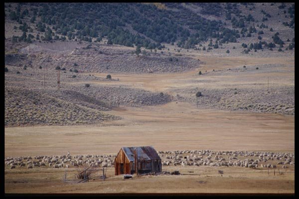 143096 Mono County Sheep Herd A4 Photo Print