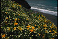 144006 Golden Gate Nat'l Recreation Area Wild Flowers A4 Photo Print