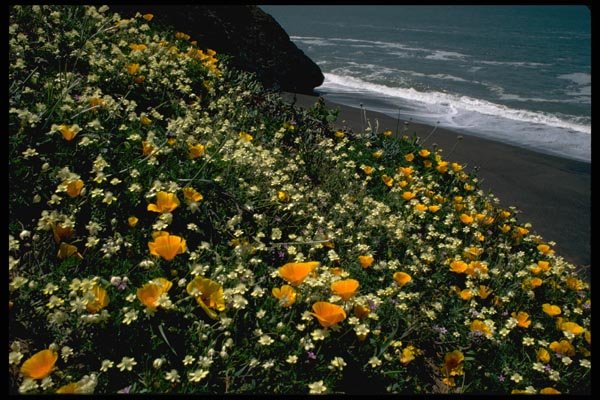 144006 Golden Gate Nat'l Recreation Area Wild Flowers A4 Photo Print