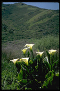 144018 Golden Gate Nat'l Recreation Area Calla Lilies A4 Photo Print