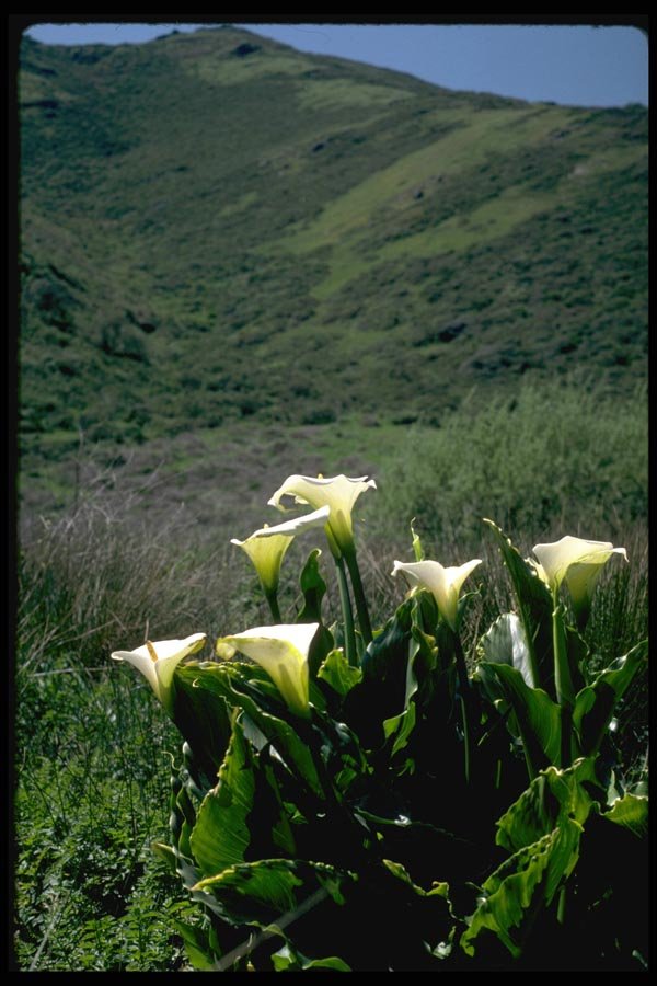 144018 Golden Gate Nat'l Recreation Area Calla Lilies A4 Photo Print