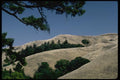144020 Mt. Tamalpais State Park Golden Hills A4 Photo Print
