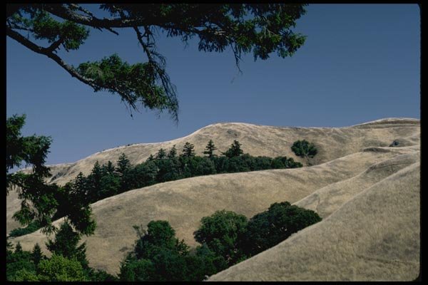 144020 Mt. Tamalpais State Park Golden Hills A4 Photo Print