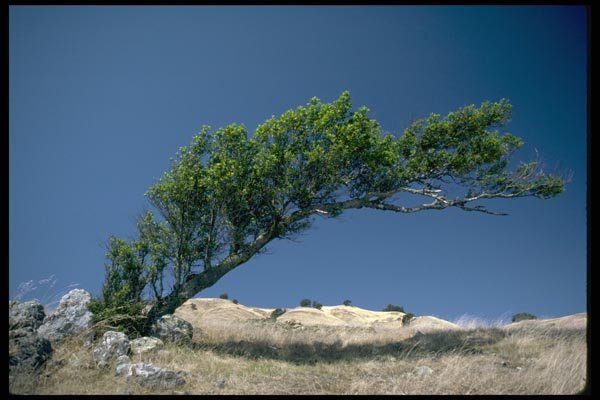 144021 Mt. Tamalpais State Park Windswept Tree A4 Photo Print