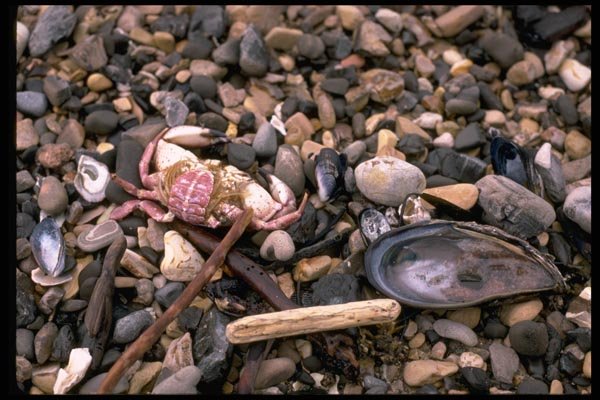 144030 Pt. Reyes National Seashore Rocks And Shells On Beach A4 Photo Print