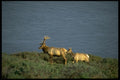 144032 Pt. Reyes National Seashore Tule Elk A4 Photo Print