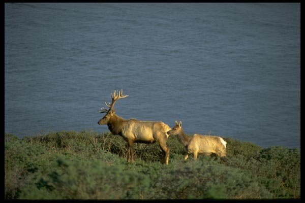 144032 Pt. Reyes National Seashore Tule Elk A4 Photo Print