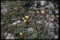 144040 Pt. Reyes National Seashore Wild Flowers A4 Photo Print