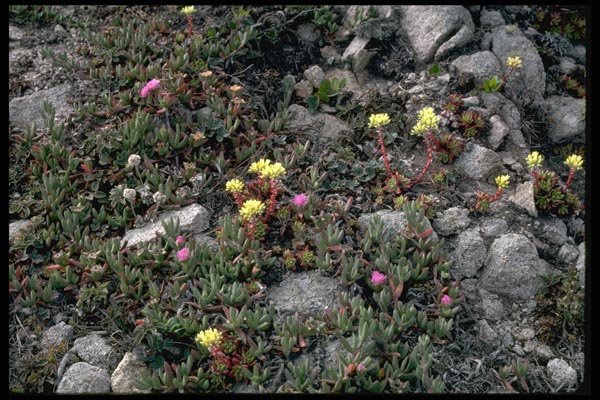 144040 Pt. Reyes National Seashore Wild Flowers A4 Photo Print