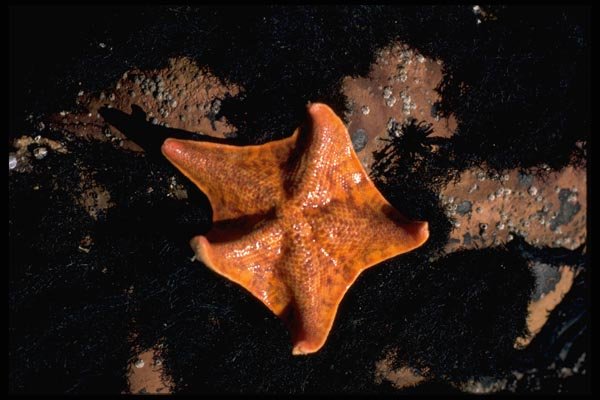 144043 Pt. Reyes National Seashore Starfish A4 Photo Print