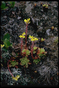 144046 Salt Point State Park Wild Flowers A4 Photo Print