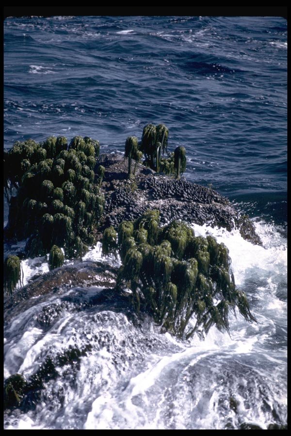 144047 Salt Point State Park Sea Palms A4 Photo Print