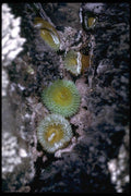 144048 Salt Point State Park Sea Anemones A4 Photo Print