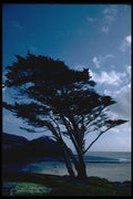 144055 Tree At San Gregorio Beach A4 Photo Print