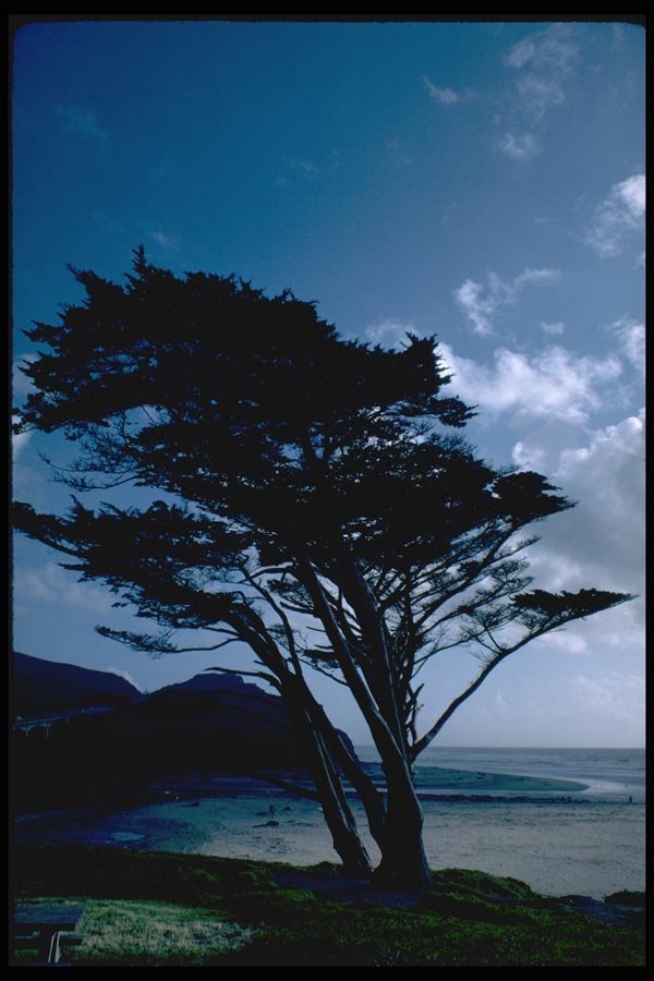 144055 Tree At San Gregorio Beach A4 Photo Print