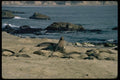 144056 Elephant Seals At Ano Nuevo A4 Photo Print