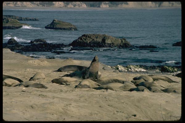 144056 Elephant Seals At Ano Nuevo A4 Photo Print